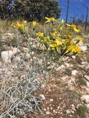 Senecio flaccidus flaccidus