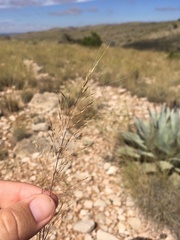 Muhlenbergia setifolia