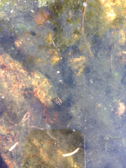 Thermonectus marmoratus