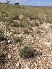 Muhlenbergia setifolia