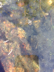 Thermonectus marmoratus