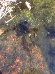 Thermonectus marmoratus