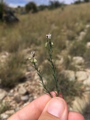 Polygala scoparioides