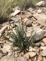 Polygala scoparioides
