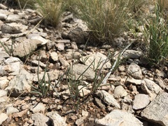 Tradescantia wrightii