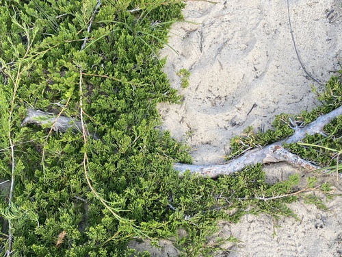 creeping juniper (Juniperus horizontalis)
