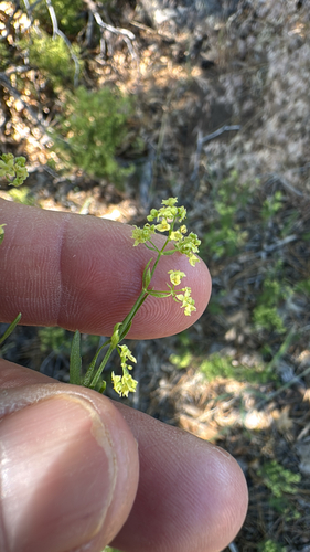 Galium angustifolium ssp. gracillimum