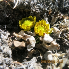 Oxygraphis glacialis