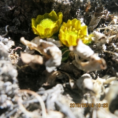 Oxygraphis glacialis