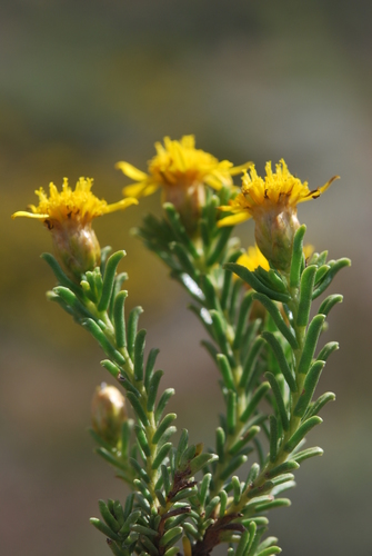 Image of Oedera uniflora by (c) Charles Stirton, some rights reserved (CC BY-SA)