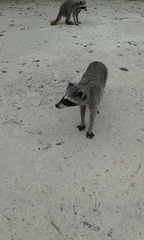 Procyon pygmaeus
