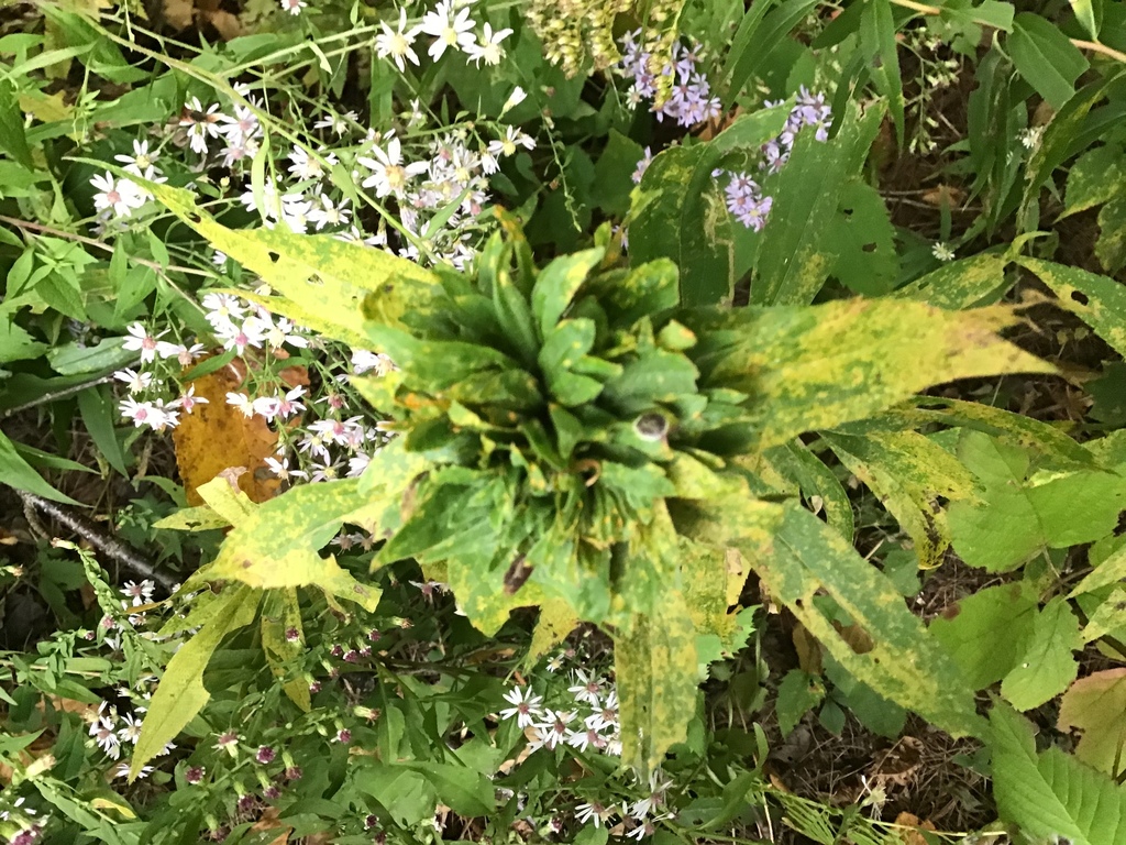 Flies from Vermont Rte 15 W, Hyde Park, VT, US on September 23, 2019 at ...