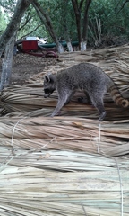 Procyon pygmaeus
