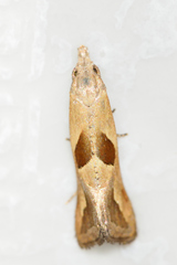 Eugnosta bimaculana