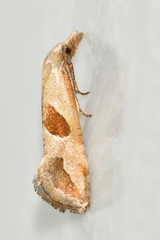 Eugnosta bimaculana