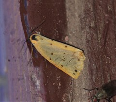 Setina irrorella