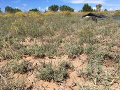 Muhlenbergia arenacea