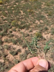 Muhlenbergia arenacea