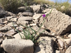 Tradescantia wrightii