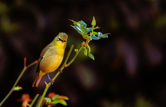 Zosterops virens virens