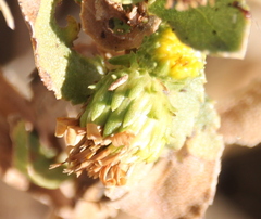 Grindelia hallii