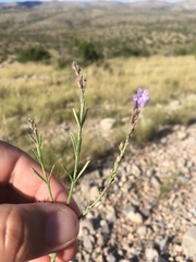Verbena perennis