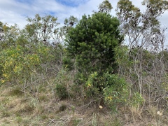 Hakea drupacea