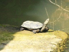 Mauremys leprosa leprosa