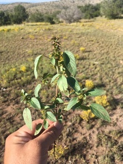 Acalypha neomexicana