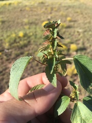 Acalypha neomexicana