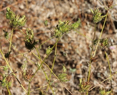 Cordylanthus rigidus setigerus