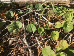Dichondra brachypoda