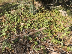 Dichondra brachypoda