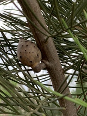 Hakea drupacea