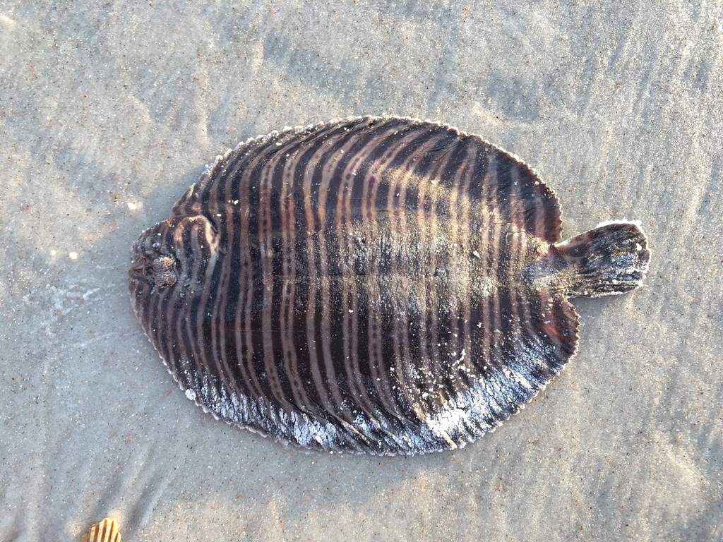 Flabby Sole