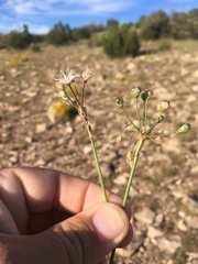 Allium kunthii
