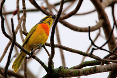 Telophorus sulfureopectus