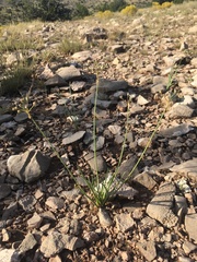 Allium kunthii