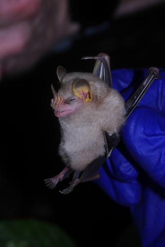 MacConnell's Bat