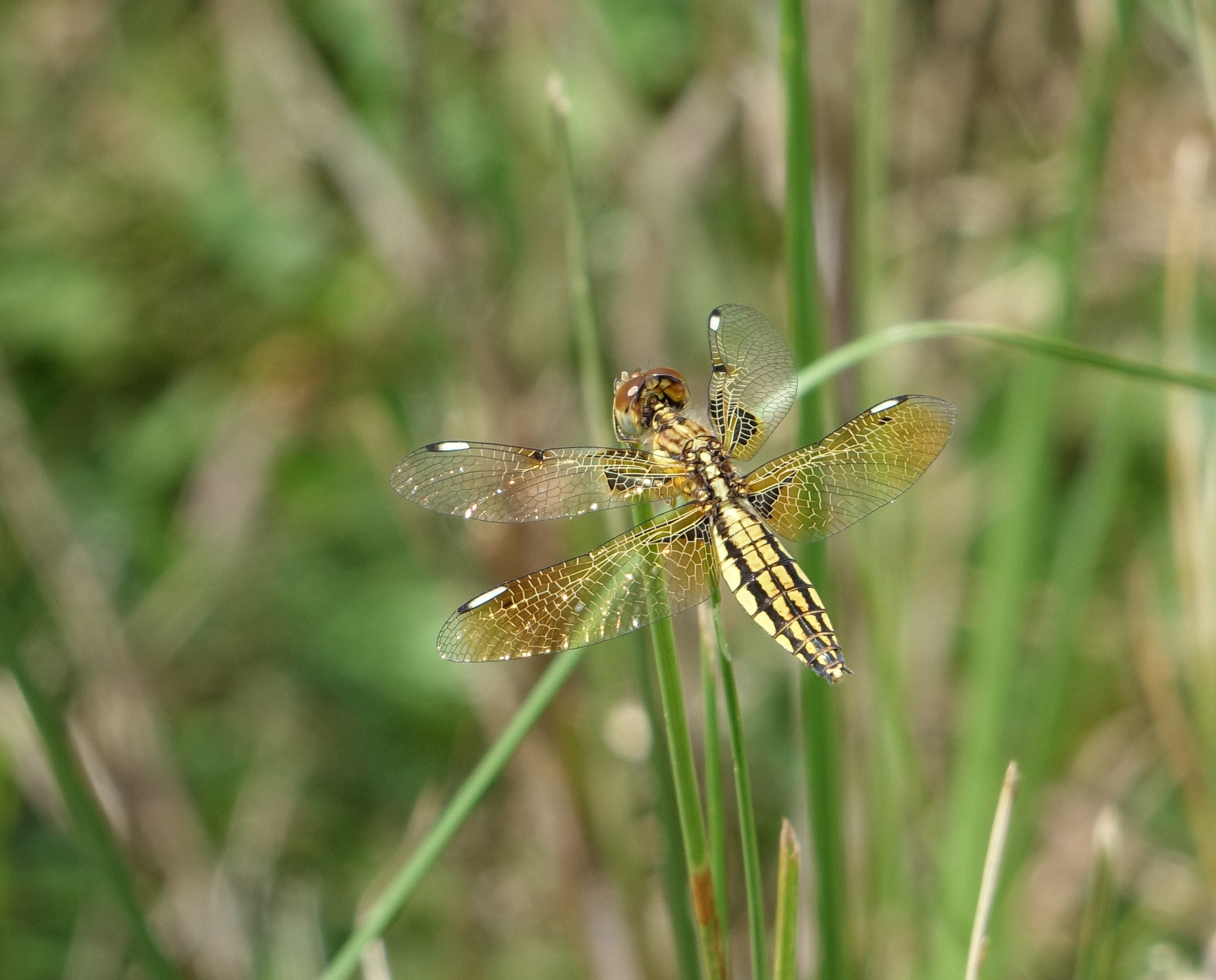 Asian Widow