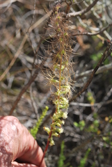 Holothrix burchellii