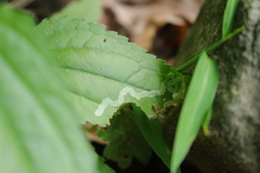 Liriomyza carphephori