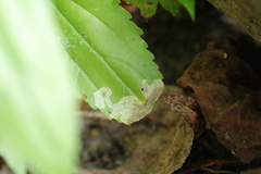 Liriomyza carphephori