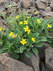 Viola purpurea quercetorum