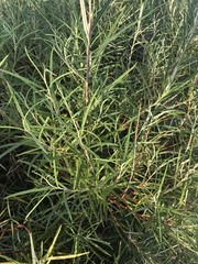 Hippophae rhamnoides