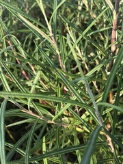 Hippophae rhamnoides