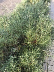 Hippophae rhamnoides