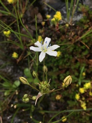 Triteleia lilacina