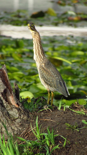 Green Heron photographed in Washington