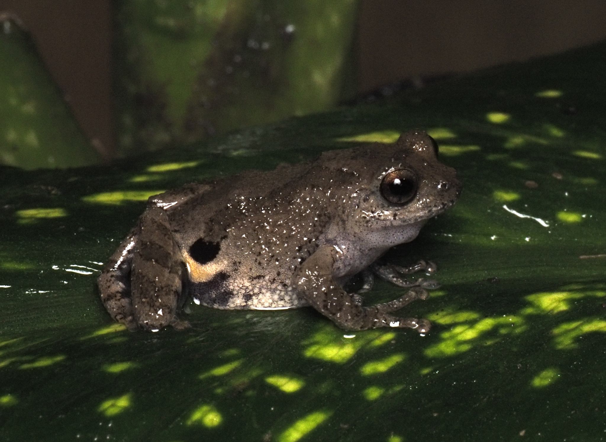 Kokan Bush Frog
